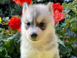 Chiot Husky de Sibérie femelle grise LOF à vendre