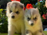 Chiot Husky de Sibérie femelle grise LOF à vendre