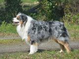 Etalon Berger Australien bleu merle LOF disponible pour saillie