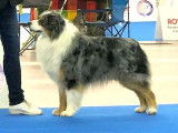 Etalon Berger Australien bleu merle LOF disponible pour saillie