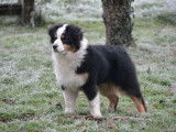Berger Australien noir tricolore LOF disponible pour saillie