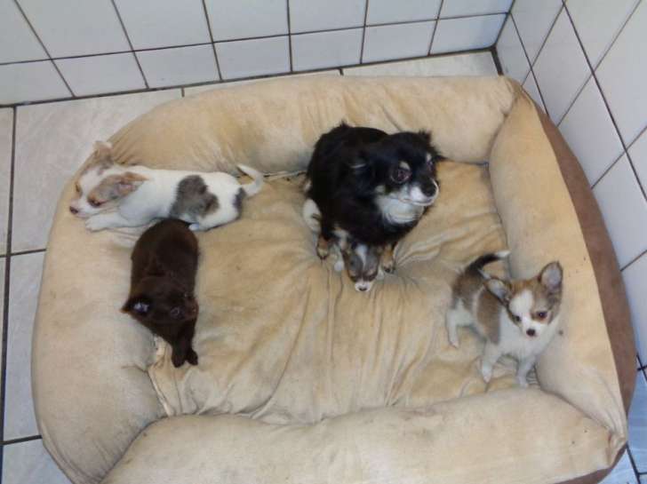 4 chiots Chihuahua non LOF à acheter
