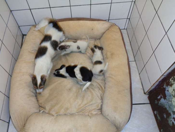 Mise à la vente de 3 chiots Chihuahua non LOF