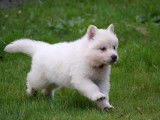Berger Blanc Suisse LOF disponible pour saillie