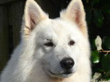 Berger Blanc Suisse LOF disponible pour saillie
