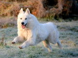 Berger Blanc Suisse LOF disponible pour saillie