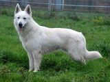 Berger Blanc Suisse LOF disponible pour saillie