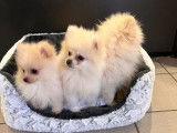 À vendre : 3 chiots mâles Spitz Nain au pelage blanc LOF