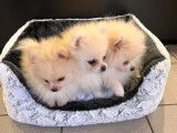 À vendre : 3 chiots mâles Spitz Nain au pelage blanc LOF