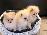 À vendre : 3 chiots mâles Spitz Nain au pelage blanc LOF