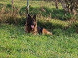 À vendre : une chienne de 4 ans Berger Allemand non LOF noire et marron