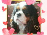 Etalon Cavalier King Charles Spaniel tricolore LOF disponible pour saillie