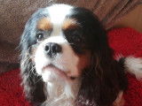 Etalon Cavalier King Charles Spaniel tricolore LOF disponible pour saillie