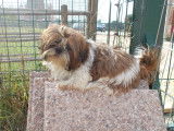 Shih Tzu de petit gabarit, rouge et blanc, à vendre