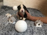 Chiots Berger Américain Miniature LOF à réserver