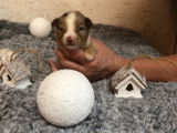 Chiots Berger Américain Miniature LOF à réserver