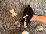 Chiots Berger Américain Miniature LOF à réserver