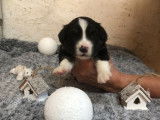 Chiots Berger Américain Miniature LOF à réserver