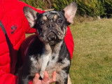 Vente de chiots Bouledogue Français (non LOF)