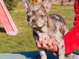 Vente de chiots Bouledogue Français (non LOF)