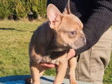 Vente de chiots Bouledogue Français (non LOF)