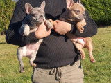 Vente de chiots Bouledogue Français (non LOF)