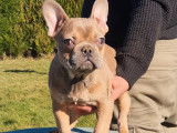 Vente de chiots Bouledogue Français (non LOF)