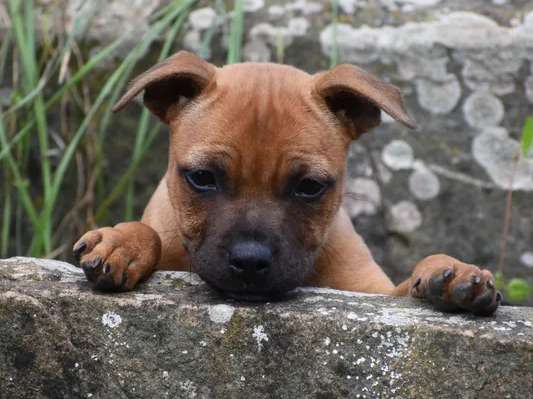 À vendre, un chiot Staffordshire Bull Terrier femelle fauve (LOF)