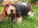 Vente d’un chiot Basset Hound mâle tricolore (LOF)