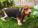 Vente d’un chiot Basset Hound mâle tricolore (LOF)