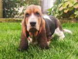 Vente d’un chiot Basset Hound mâle tricolore (LOF)