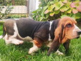 Vente d’un chiot Basset Hound mâle tricolore (LOF)