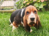 Vente d’un chiot Basset Hound mâle tricolore (LOF)