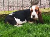 Un chiot Basset Hound femelle tricolore (LOF), disponible à la vente