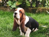 Un chiot Basset Hound femelle tricolore (LOF), disponible à la vente