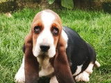Un chiot Basset Hound femelle tricolore (LOF), disponible à la vente
