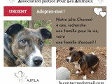 Channel, magnifique croisée Jack Russel de 4 ans à adopter