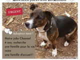 Channel, magnifique croisée Jack Russel de 4 ans à adopter