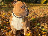 De race American Bully disponible pour saillie