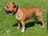 De race American Bully disponible pour saillie