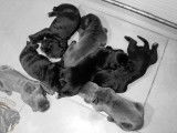 Vente de chiots Cane Corso (LOF)