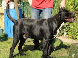 Vente de chiots Cane Corso (LOF)