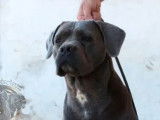 Vente de chiots Cane Corso (LOF)