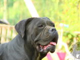 Vente de chiots Cane Corso (LOF)