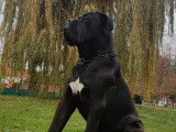 Vente de chiots Cane Corso (LOF)