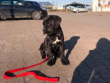 Vente de chiots Cane Corso (LOF)