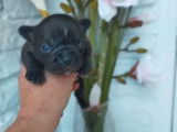 5 chiots Bouledogue Fran&ccedil;ais (non LOF) mis en r&eacute;servation 2 femelles 3 m&acirc;les