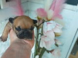 5 chiots Bouledogue Fran&ccedil;ais (non LOF) mis en r&eacute;servation 2 femelles 3 m&acirc;les