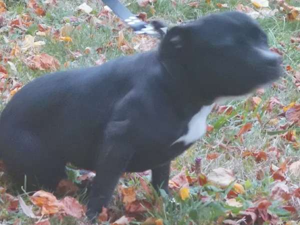 Une chienne Staffordshire Bull Terrier (LOF) noire de 1 an à vendre