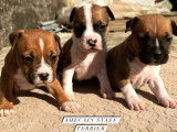 7 chiots 1 femelle 6 mâles Américain Staffordshire Terrier LOF à réserver